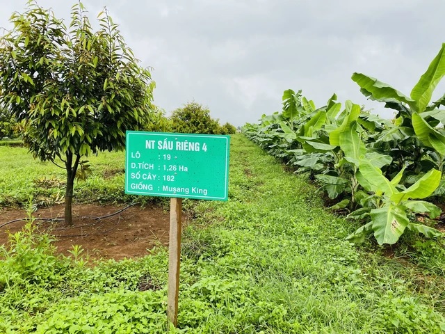 trong-sau-rieng-giup-ba-con-lao-co-cong-an-viec-lam-bau-duc-tham-vong-om-tron-thi-truong-trung-quoc-1